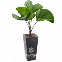 Cây Cọ Nhật