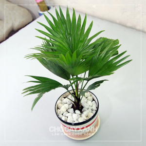 Cây Cọ Ta