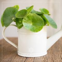 Cây Rau Má cảnh trong nước (đồng tiền)