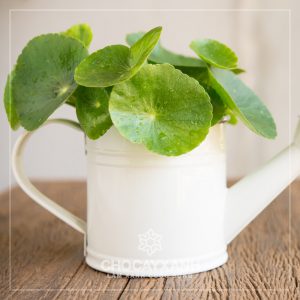 Cây Rau Má cảnh trong nước (đồng tiền)
