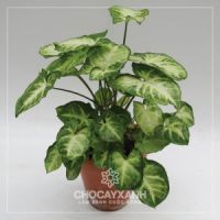 Cây Tróc Bạc