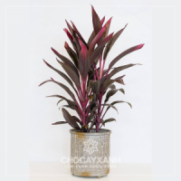Cây Huyết Dụ