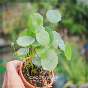 Cây Rau Má cảnh (đồng tiền)