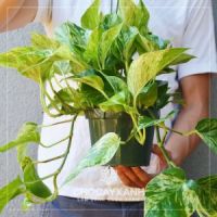 Cây Trầu Bà Cẩm Thạch