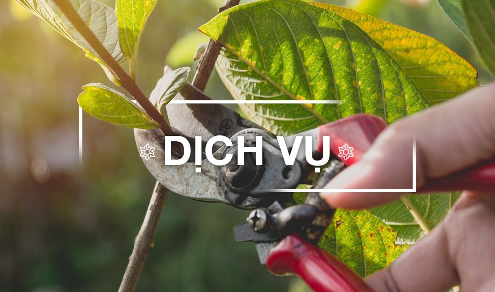     DỊCH VỤ