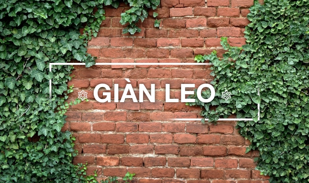 CÂY GIÀN LEO
