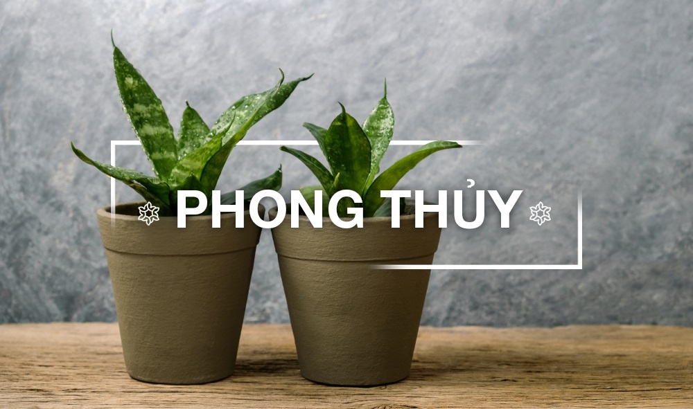 CÂY PHONG THỦY
