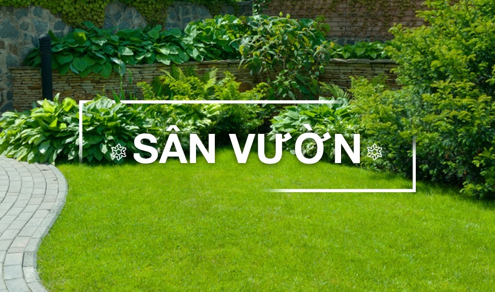 CÂY SÂN VƯỜN