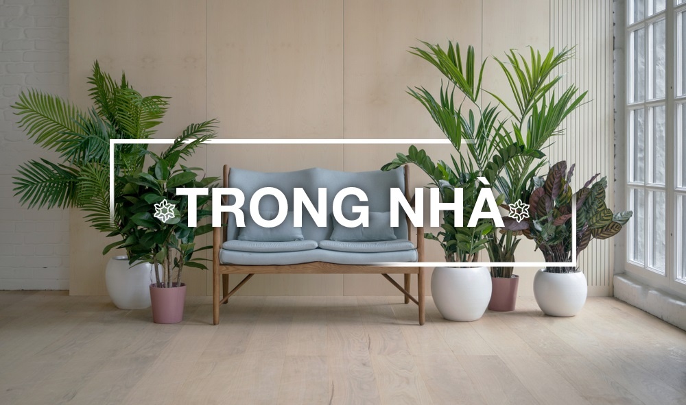 CÂY TRONG NHÀ